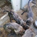 강생이랑 이미지