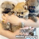 전주강아지분양 미니퍼피 가정견사 직영 | 전주강아지분양 믿음직한 미니퍼피 가정견사