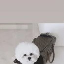 루비애견
