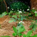 인삼,(산삼, Korean ginseng , 人蔘은 만병통치약)은 체질과 혈액 개선에 큰 도움이 되는 약초 이미지