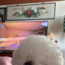 허브지노 이미지