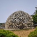 수양부산 네이버블로그