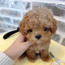 늘 함께하 개 이미지