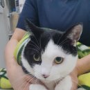 더힐링동물병원 이미지