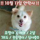 10월11일 안락사 / 애교쟁이 조랭이 7kg 이미지