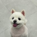 내동애견 | 내동 애견미용 이뻐질개, 맞춤 케어와 위치 장점 안내