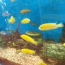 풍원수족관 이미지