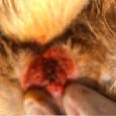 연성 동물병원 이미지