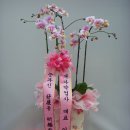 대아약업사 Daum카페