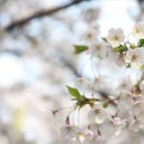 (주)이랜드크루즈 이미지