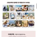 안개숲 | 강아지 고양이 이동가방, 베럴즈 이케코백 : 유기견 후원 마켓에서 구입했지요