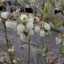 선운 농장 이미지