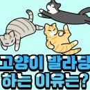 231. 고양이 발라당하는 이유! 이미지