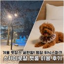 로얄전자 | 강아지랑 겨울여행 갈만한 곳, 평창휘닉스파크 블루동 스카이로얄 후기