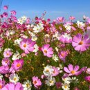 부량면 벽량초등학교 이미지