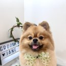 그루머제인 이미지