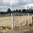 도그모루 애견유치원 이미지