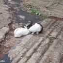 고봉 티스토리