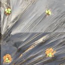 골든슈퍼 이미지