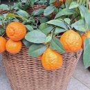 정(情) - 사랑과 이미지