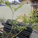 영란농장 이미지