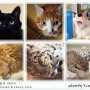 고양이이야기 이미지