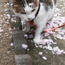 꽃길 걷는 고양이 이미지