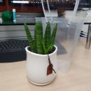 미스터손두부보쌈 이미지