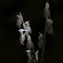 난초 - 창원시 마산합포구 | 난초