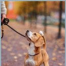 마음반려 동물의료원 이미지