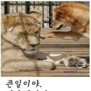 하룻강아지 이미지