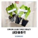 새마을할머니 경로당 | 신선함 가득 새마을총각 모종 언박싱부터 생생한 후기 아이들과 봄맞이 상추 딸기모종 심기