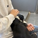 혼자두면 장판뜯어서 차린 개카페 | 혼자두면 장판 뜯어서 차린 개카페 방문 후기 (봉천 데이트 추천) - 강아지 없는 사람들을 위한 강아지...