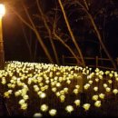 장미화원 이미지