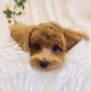 바니펫살롱 이미지