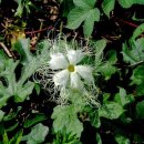 하늘타리 이미지