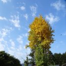 은행나무길 이미지