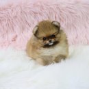 내 품안의 반려견 이미지