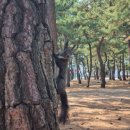 솟대다리 | 강릉 당일치기 코스 추천 |경포대·강문해변·솟대다리 야경까지 완벽 동선