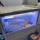 발리해물회