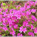 진달래목장 이미지