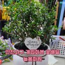늘봄화원 - 부여군 계백로 230-6 | 늘봄화원