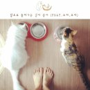 냥스타그램 이미지