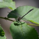 미리내캠프 이미지