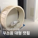 (주)라임캣 | 스타캣휠 무소음 대형 캣휠 (1200) 집사의반격 내돈내산