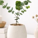 구니구니 이미지