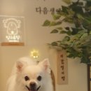 빙그루밍 이미지