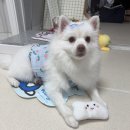 피노(레몬)반려일기8 이미지