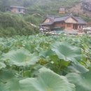 전천경로당 Daum카페