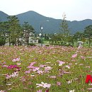 코스모스광고